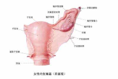 宫颈肥大和宫颈糜烂有哪些不同