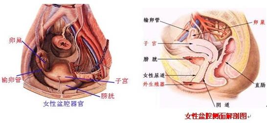 产妇得盆腔炎的原因