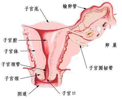 霉菌性阴道炎会影响妊娠吗?